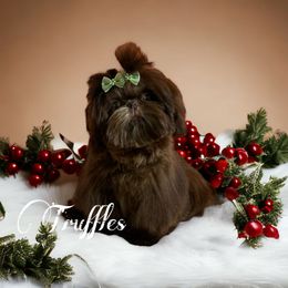 Truffles - Shih Tzu