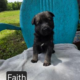 Faith - Sable female German Shepherd puppy in Cave City, Arkansas from Bayou Valley Shepherds and American Hunt Terriers