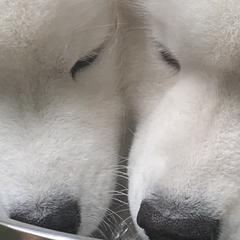 Samoyeds from Imperial Samoyeds