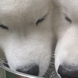 Samoyeds from Imperial Samoyeds