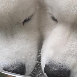Samoyeds from Imperial Samoyeds
