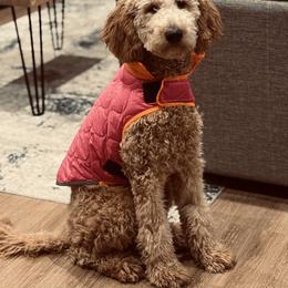 Goldendoodle All Grown Up from Dawnie’s Doodles