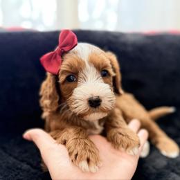 Joy - Red female Australian Labradoodle puppy in Summerfield, North Carolina from Four Oaks Labradoodles