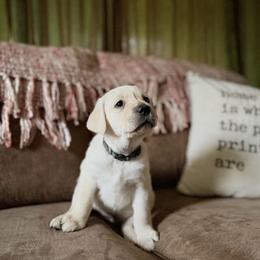 Labrador Retriever Puppies from Knotty Creek Labradors