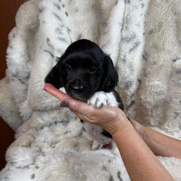 Buzz - Piebald male Dachshund puppy in Aurora, Missouri from Baker Farms