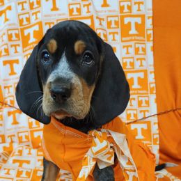 Bluetick Coonhound and Labrador Retriever Puppies from Five Oaks Retreat