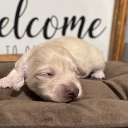 Storm - Cream Dachshund puppy in Knoxville, Tennessee from East TN Dachshunds