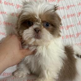 Happy - Tricolor male Shih Tzu puppy in Las Vegas, Nevada from Vegas Shih Tzus