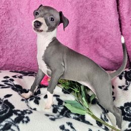 You Make My Heart Sing - White and blue female Italian Greyhound puppy in Cadwell, Georgia from All The DoDa Day Italian Greyhounds