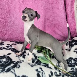 You Make My Heart Sing - White and blue female Italian Greyhound puppy in Cadwell, Georgia from All The DoDa Day Italian Greyhounds