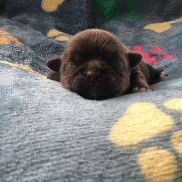 Rose - Chocolate female Shih Tzu puppy in Milton, Florida from Shih tzu adventures of Santa Rosa Florida