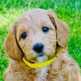 Goldendoodles from ShanDel's Goldendoodles