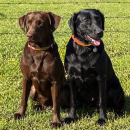 Labrador Retriever puppies from Hollow Meadows Retrievers
