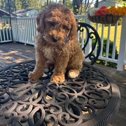 Vandy - Apricot male Goldendoodle puppy in Mint Hill, North Carolina from DoodleForever