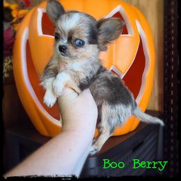 Boo Berry - Blue merle male Chihuahua puppy in Demorest, Georgia from Sourpatch Chihuahuas