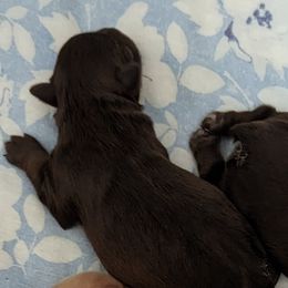 Miniature Schnauzer Puppies from Joy Dockery's Miniature Schnauzers