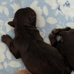Miniature Schnauzer Puppies from Joy Dockery's Miniature Schnauzers