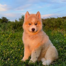 Pomsky and Siberian Husky Puppies from A-Dream Pomsky Kennel