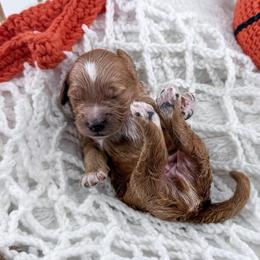 Dribble - Red  male Goldendoodle puppy in Jamestown, Kentucky from Milk & Honey Doodles