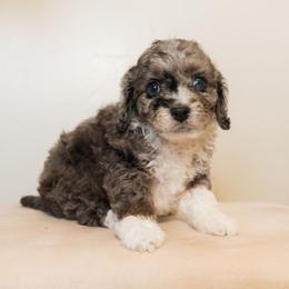 Ashen - Blue merle male Aussiedoodle puppy in Tucson, Arizona from Ever After Doodles Arizona