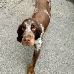 Cami - English Springer Spaniel