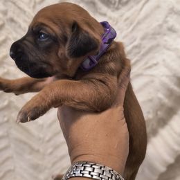 Girl 4 - Rd whtn blk nose female Rhodesian Ridgeback puppy in Kansas City, Missouri from Stoneridge Ridgebacks