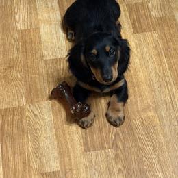 White collar - Black and tan male Dachshund puppy in Mount Holly Springs, Pennsylvania from Miniature Dreams Dachshunds