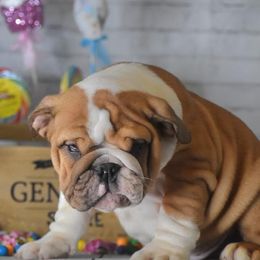 Bulldog Puppies from Dampier Bulldogs Mo