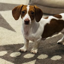 Borla - Dachshund