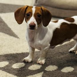 Borla - Dachshund