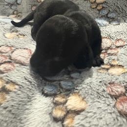 Girl 1 - Black female Dachshund puppy in Mobile, Alabama from Lady and the Tramp Dachshunds