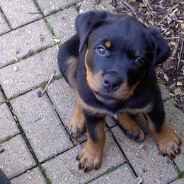 Rottweilers from Geri Bidgood