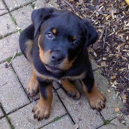 Rottweilers from Geri Bidgood