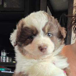 Red Tri Girl - Red tri-color female Miniature American Shepherd puppy in Vivian, Louisiana from Jem Miniature American Shepherds