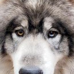 Maddox - Siberian Husky