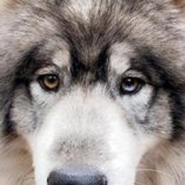 Maddox - Siberian Husky