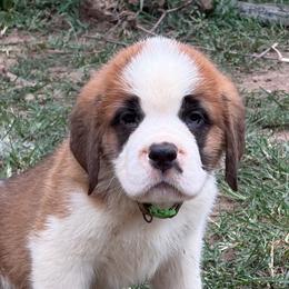 The Duke of Burgundy - Orange and white male Saint Bernard puppy in Warrensburg, Missouri from Hirt House Saints