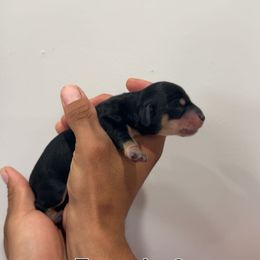 Girl 2 - Black and cream female Dachshund puppy in Hughson, California from Raws Doxies