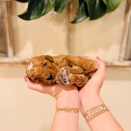 Grove - Petite Size - Apricot male Goldendoodle puppy in Elizabethtown, Kentucky from Reddy Poodles & Doodles