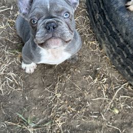 French Bulldog Puppies from High Tide Frenchies