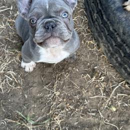 French Bulldog Puppies from High Tide Frenchies