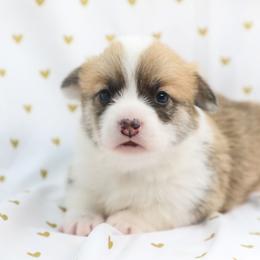 Rowen - Red female Pembroke Welsh Corgi puppy in Plains, Montana from Diamond Corgis