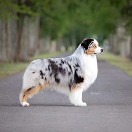 Australian Shepherd All Grown Up from Bayouland Australian Shepherds
