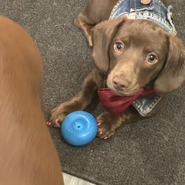 Stella - Dachshund