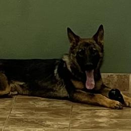 Uzi - Sable male German Shepherd puppy in Sierra Vista, Arizona from KnightWatch K-9