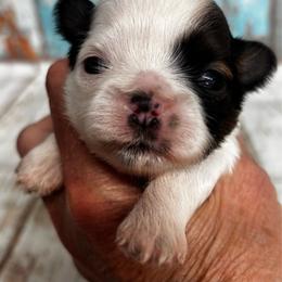 Macy - Black and white female Shih Tzu puppy in Claremont, California from Lovable Shih Tzus