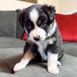 Boy 4 - male Miniature Australian Shepherd puppy in Stockton, Missouri from Kizmit Farmz