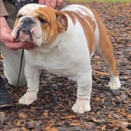 Benson - Bulldog