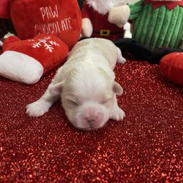 Sugar - Gold and white female Shih Tzu puppy in Mobile, Alabama from Emmy’s Yorkies  Shorkies and Shihtzu