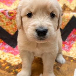Girl 1 - Golden female Golden Retriever puppy in Commerce, Georgia from Chirping Meadows Goldens